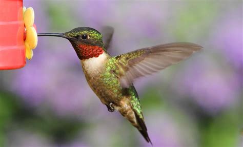 The Hummingbird .